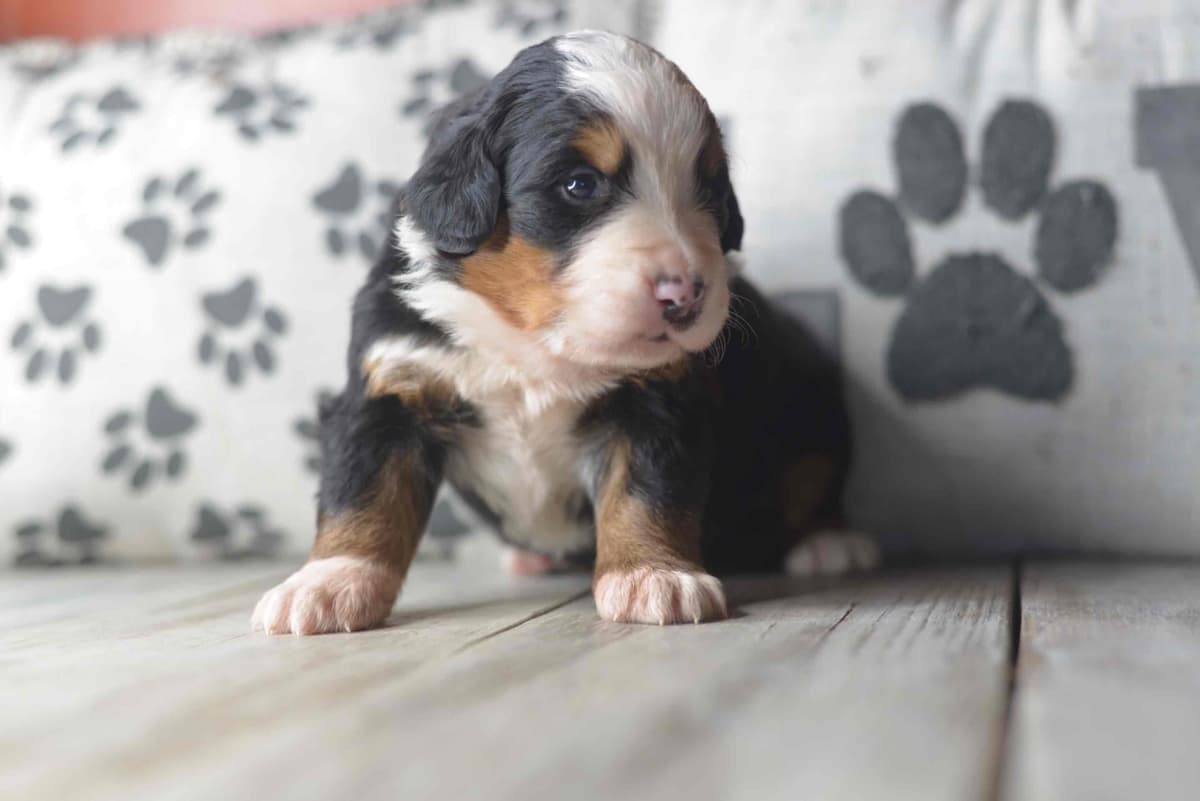 Bernese Mountain Dog Puppies breeder image 16