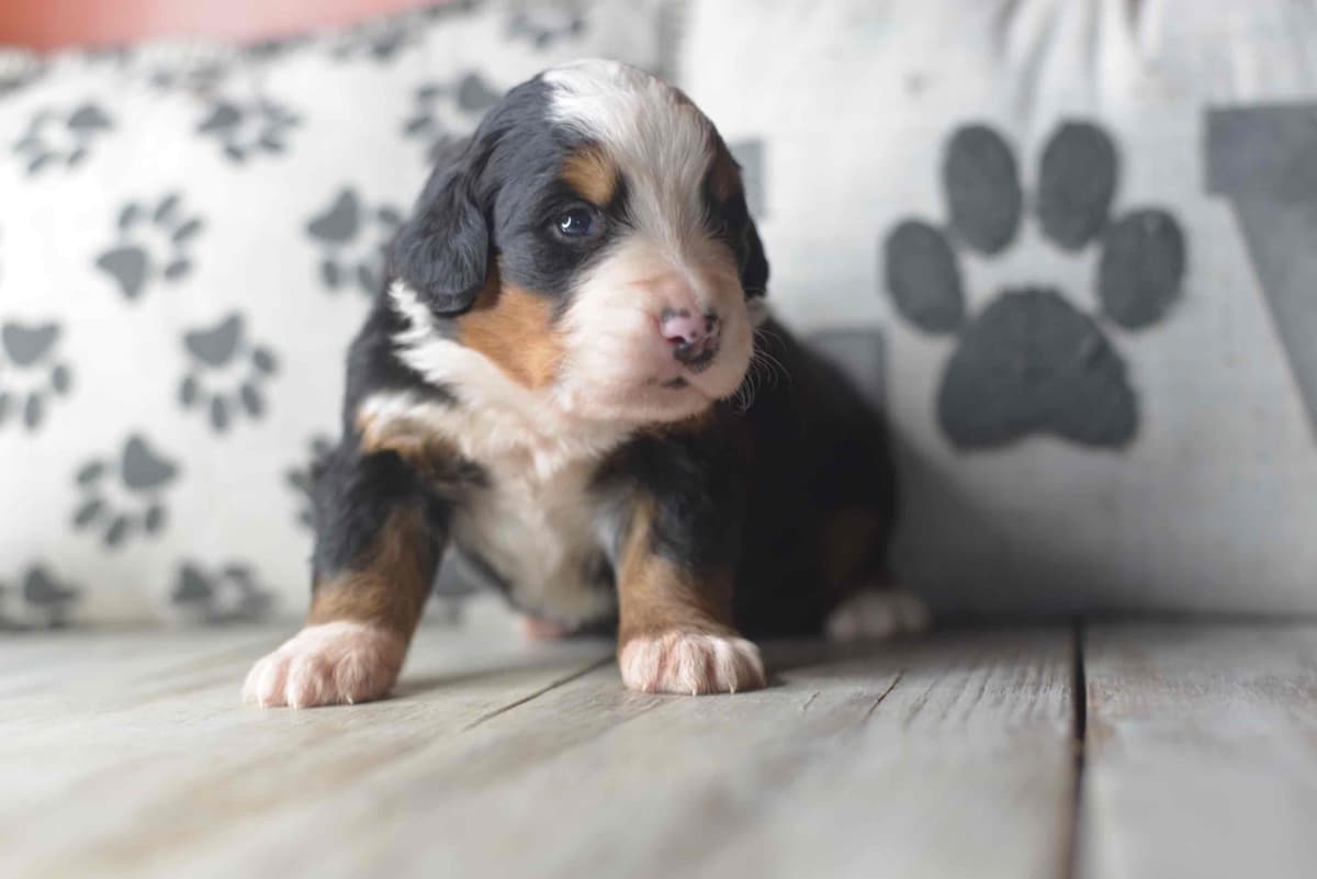 Bernese Mountain Dog Puppies breeder image 18
