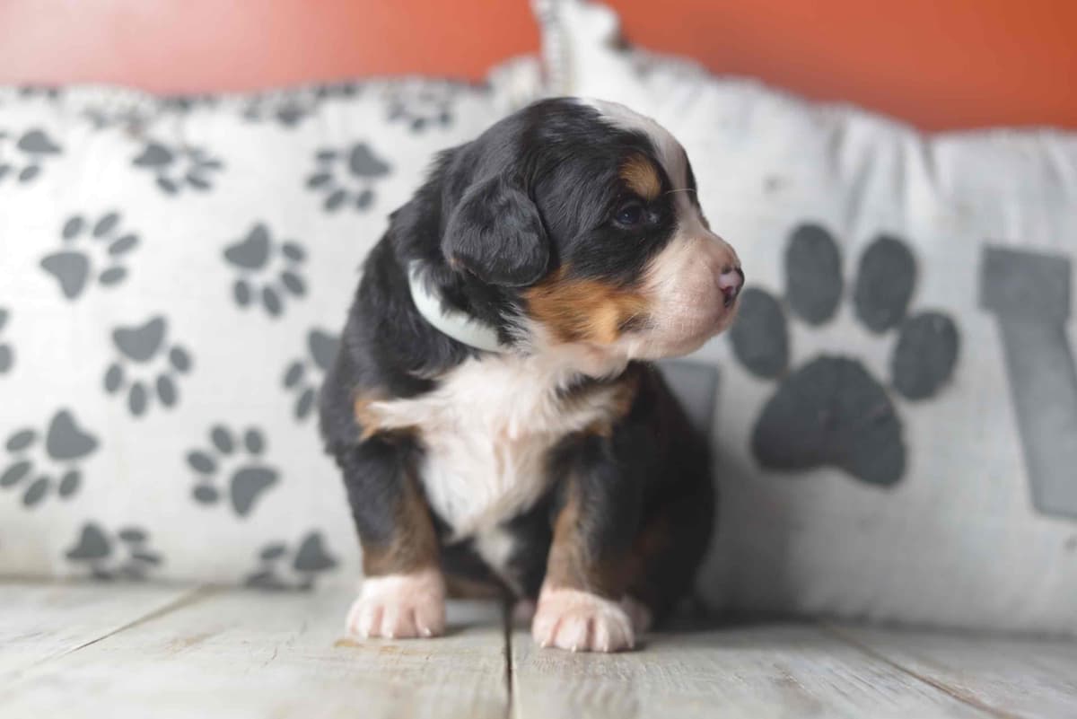Bernese Mountain Dog Puppies breeder image 19