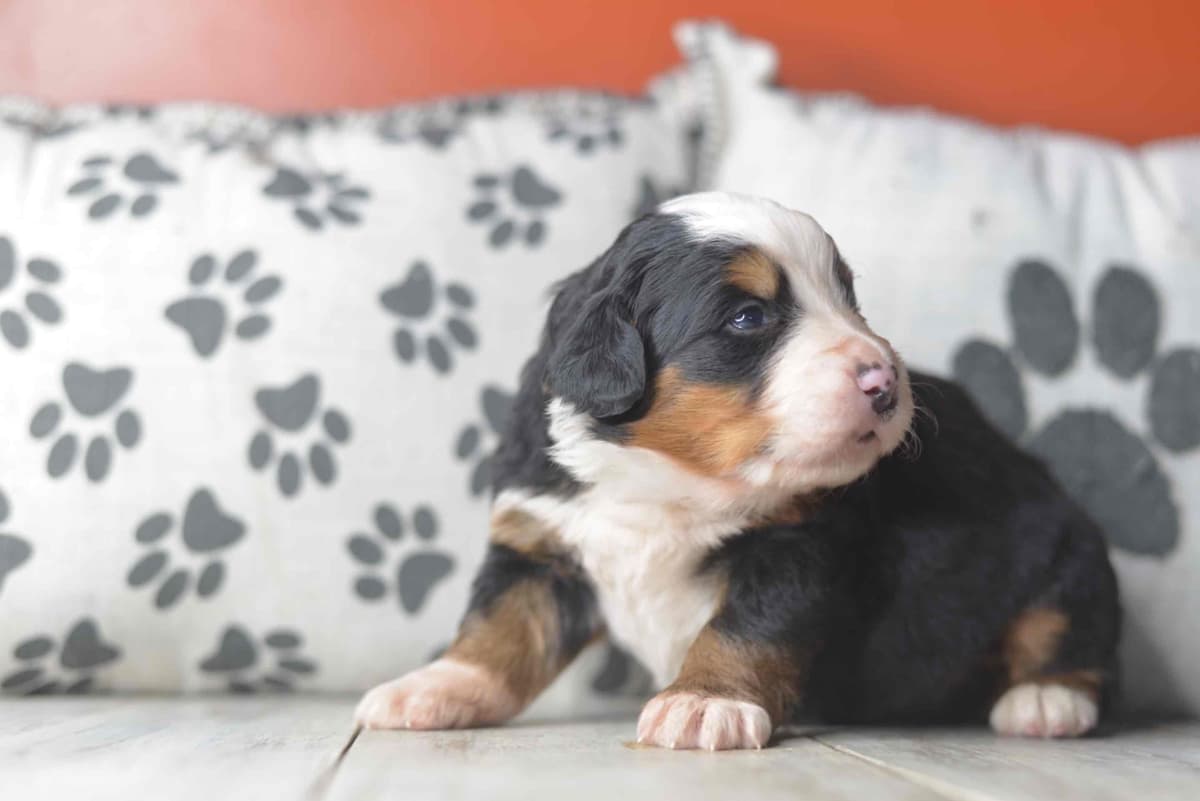 Bernese Mountain Dog Puppies breeder image 22