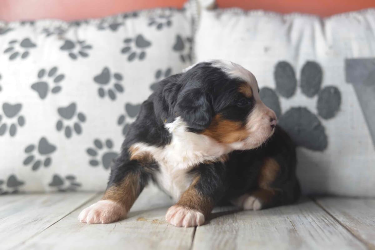 Bernese Mountain Dog Puppies breeder image 20