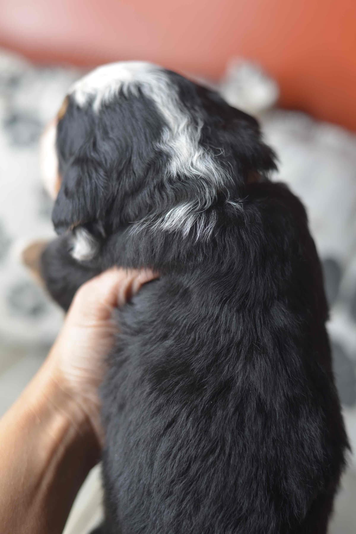 Bernese Mountain Dog Puppies breeder image 23