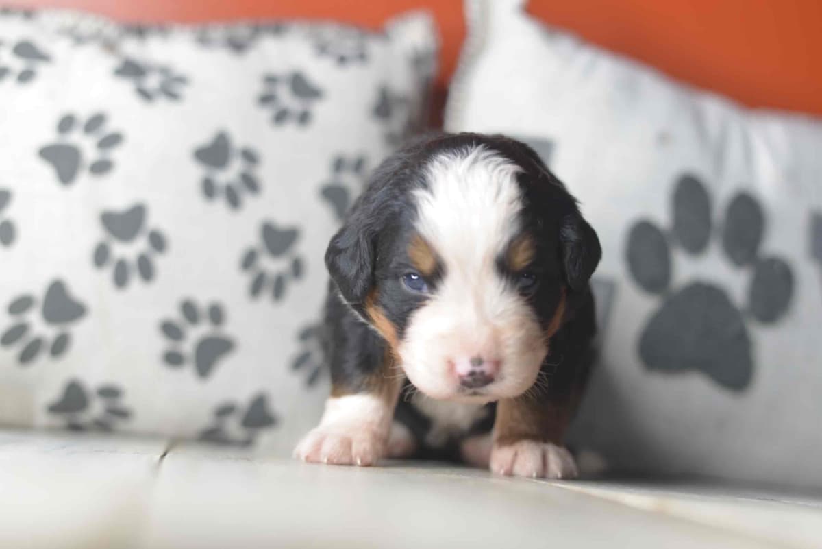 Bernese Mountain Dog Puppies breeder image 25
