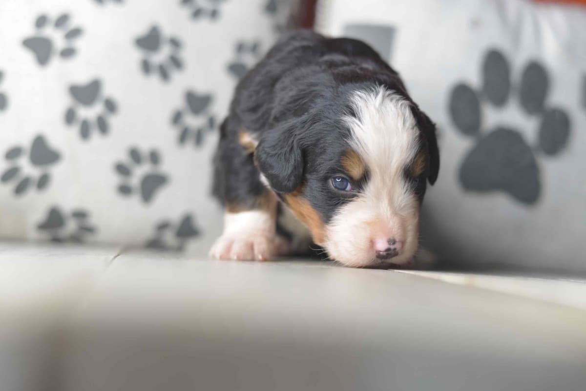 Bernese Mountain Dog Puppies breeder image 27