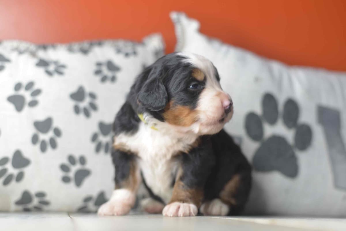 Bernese Mountain Dog Puppies breeder image 28