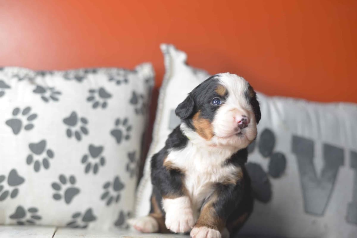 Bernese Mountain Dog Puppies breeder image 29