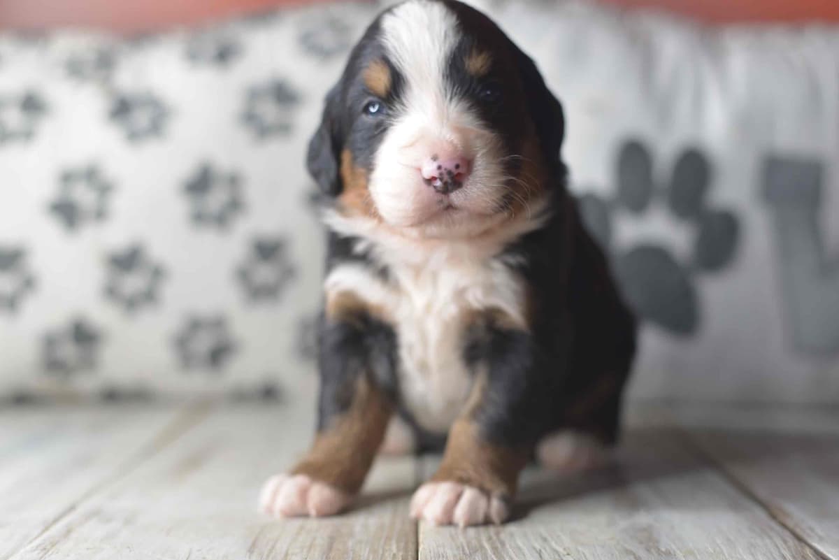 Bernese Mountain Dog Puppies breeder image 30
