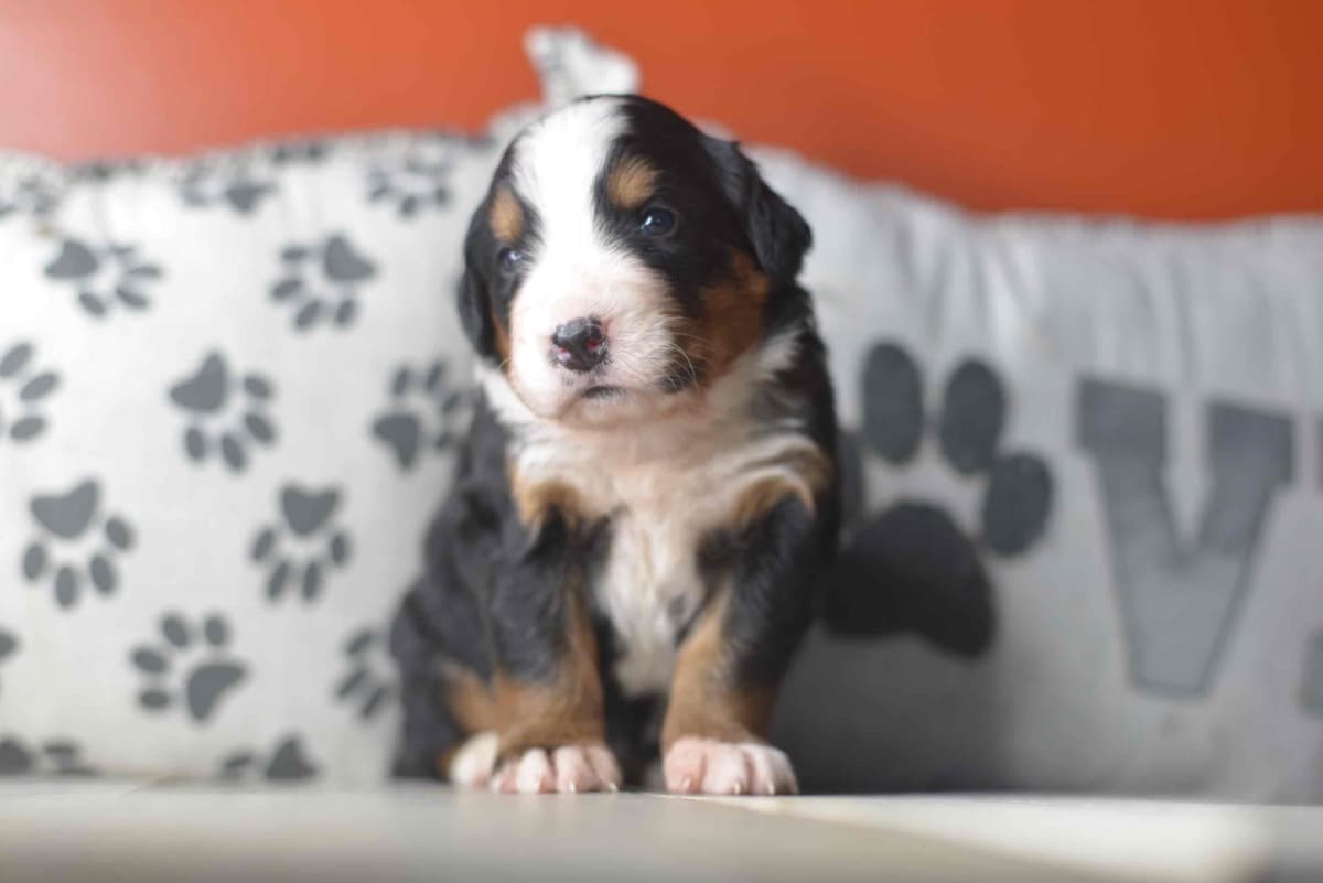 Bernese Mountain Dog Puppies breeder image 31