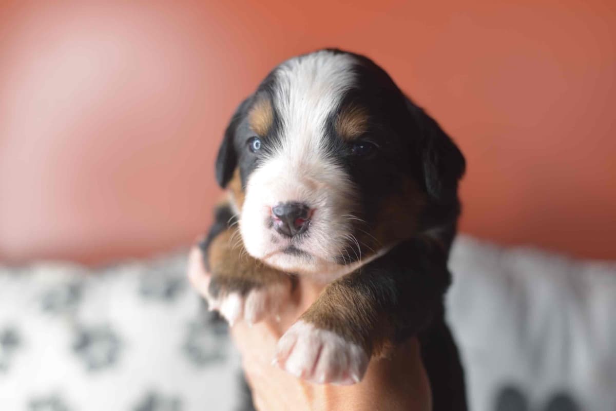 Bernese Mountain Dog Puppies breeder image 33