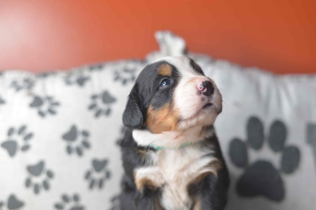 Bernese Mountain Dog Puppies breeder image 34