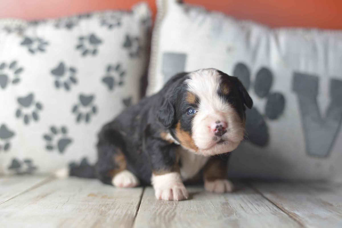 Bernese Mountain Dog Puppies breeder image 35