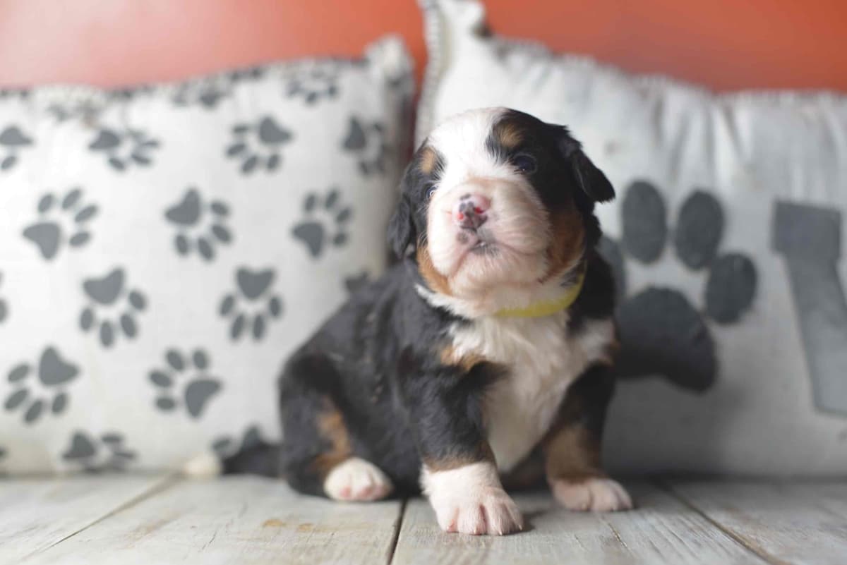 Bernese Mountain Dog Puppies breeder image 36