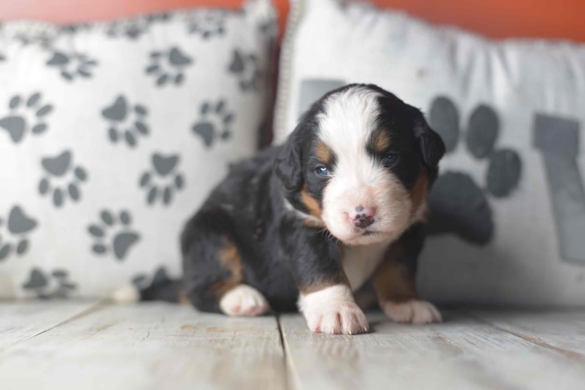 Bernese Mountain Dog Puppies breeder image 38