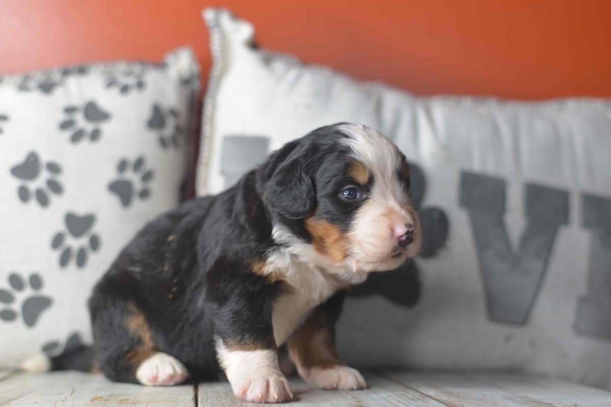 Bernese Mountain Dog Puppies breeder image 39