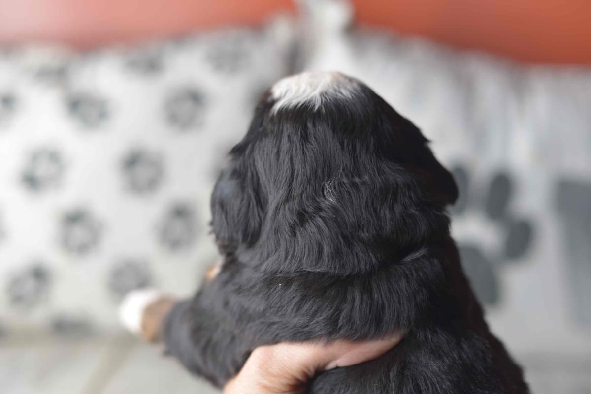 Bernese Mountain Dog Puppies breeder image 42