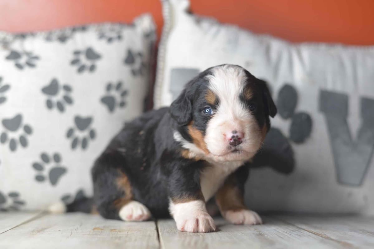 Bernese Mountain Dog Puppies breeder image 40