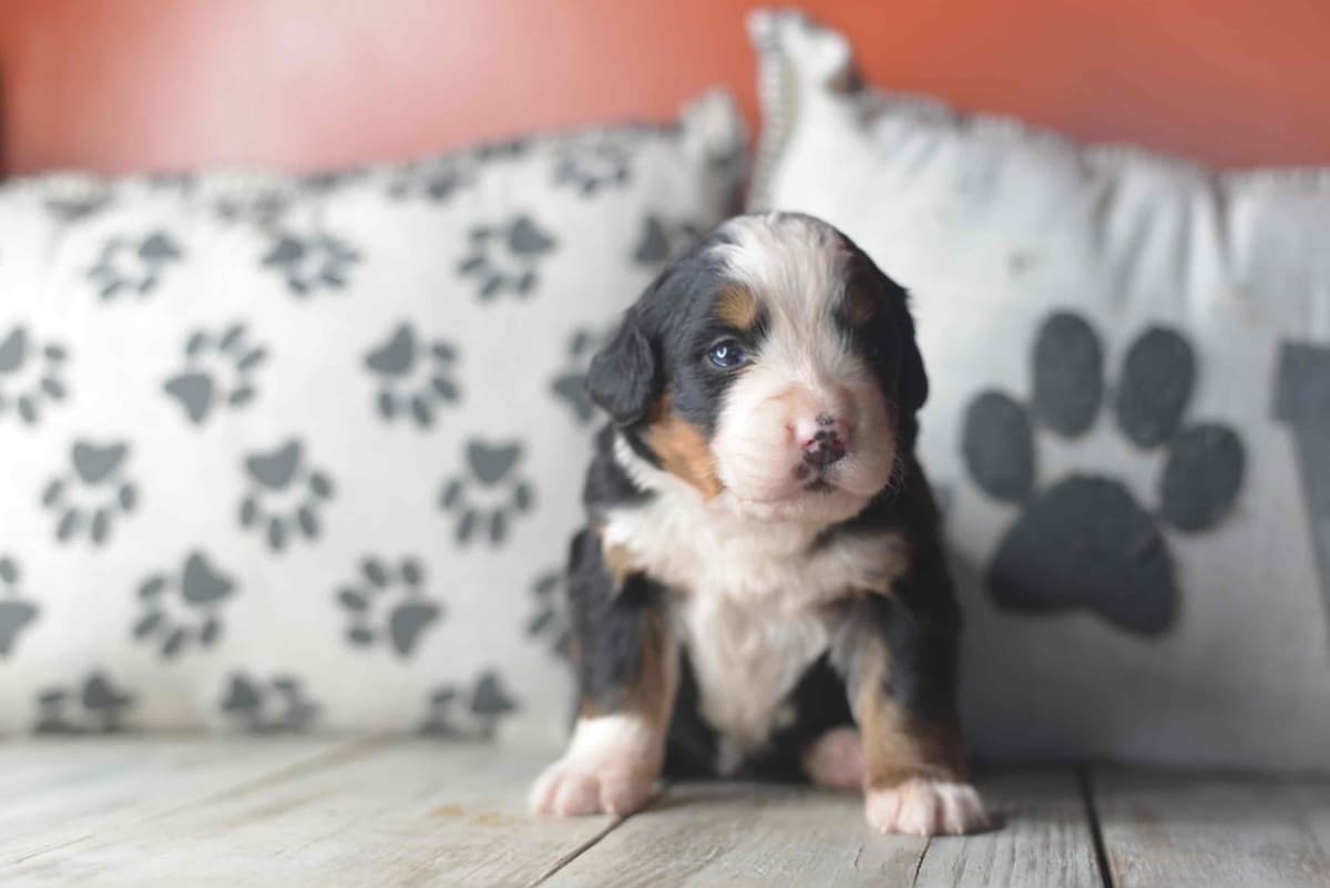 Bernese Mountain Dog Puppies breeder image 43