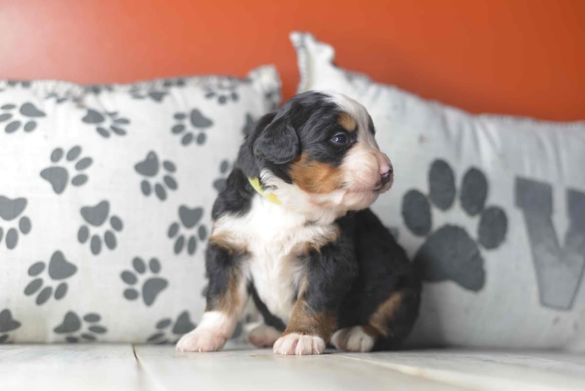 Bernese Mountain Dog Puppies breeder image 44