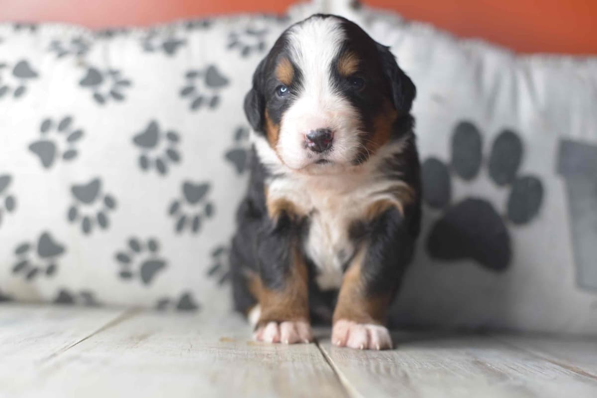 Bernese Mountain Dog Puppies breeder image 46