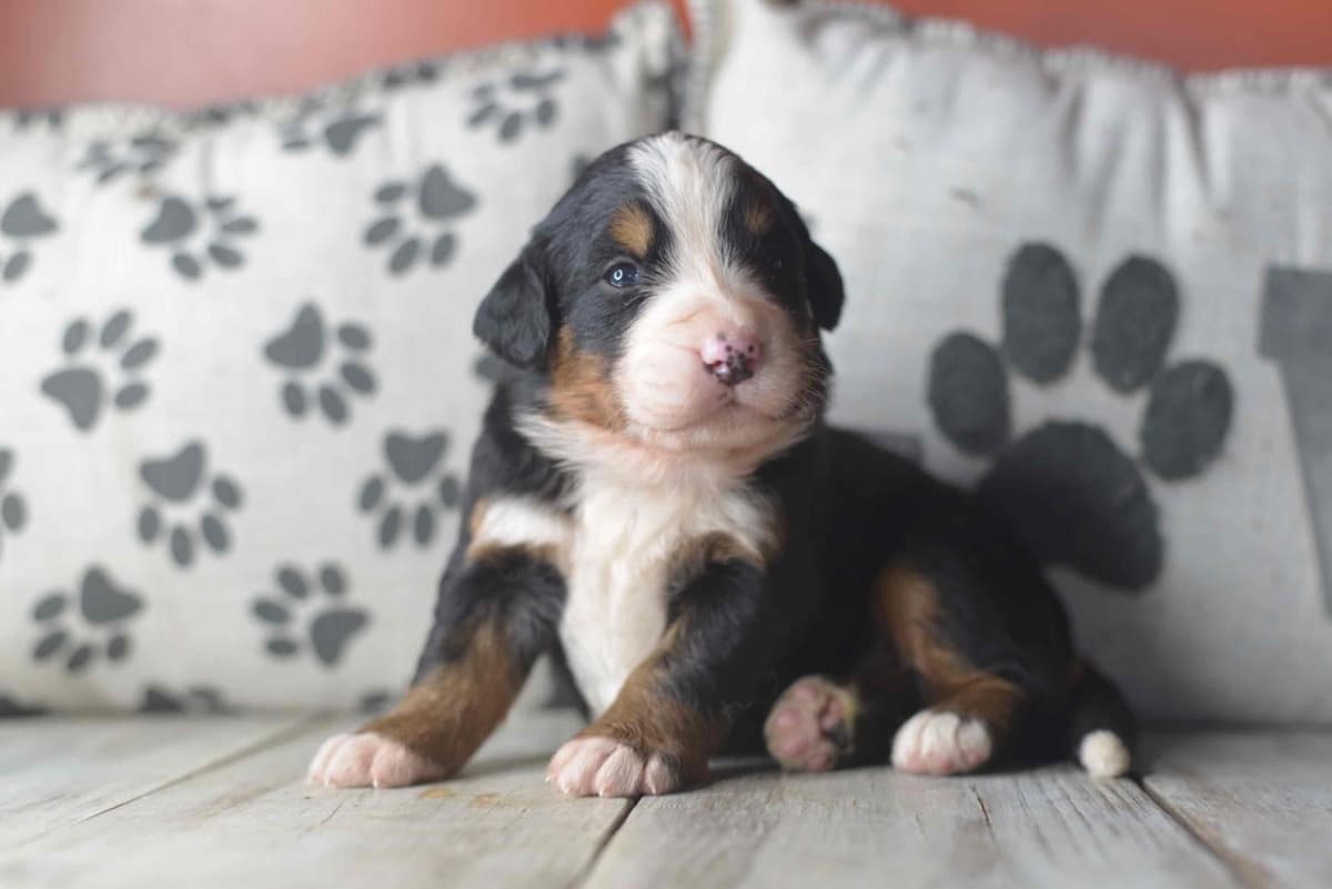 Bernese Mountain Dog Puppies breeder image 47