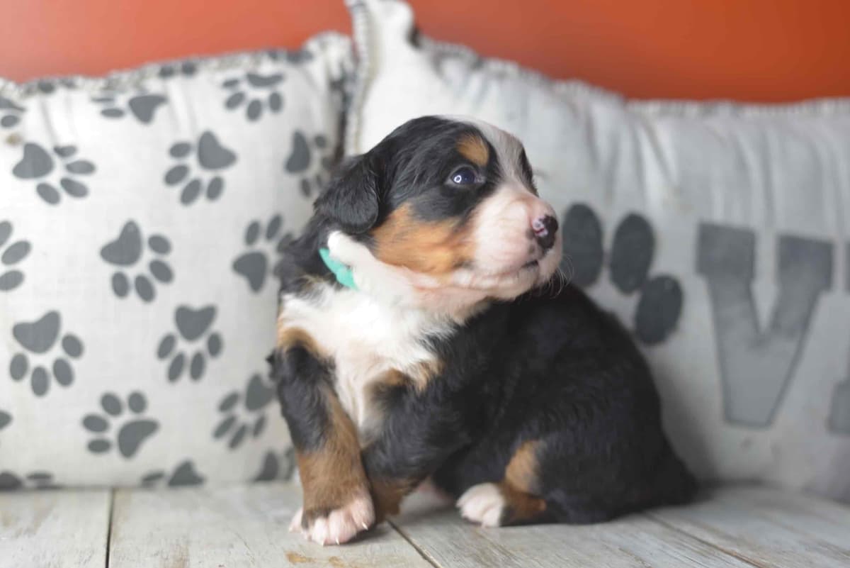 Bernese Mountain Dog Puppies breeder image 48