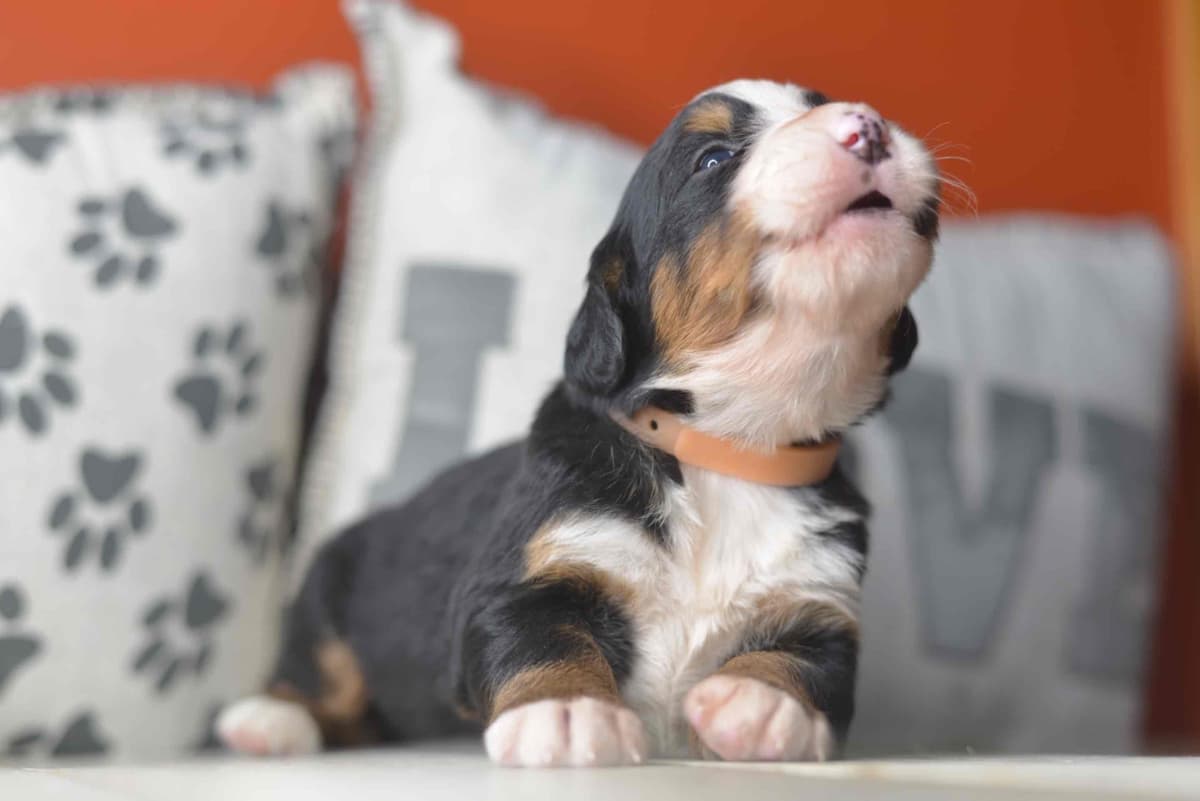Bernese Mountain Dog Puppies breeder image 50
