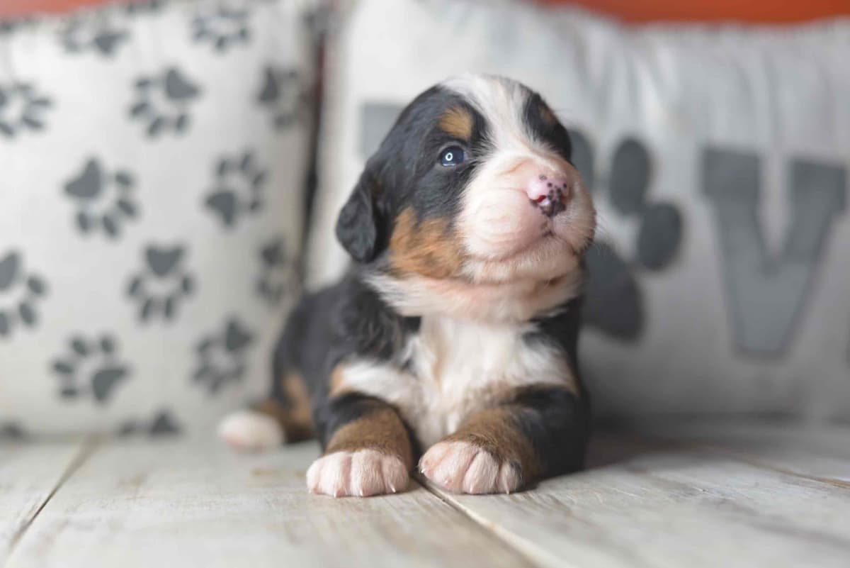 Bernese Mountain Dog Puppies breeder image 49