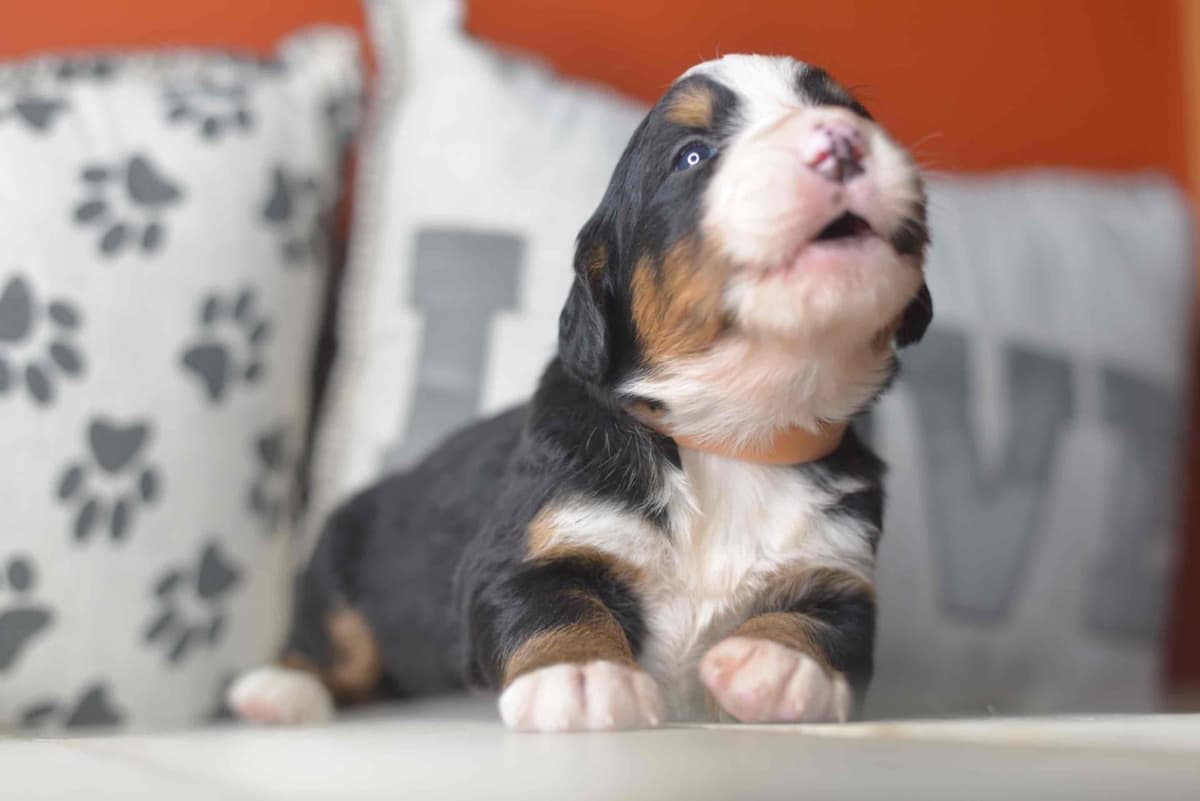 Bernese Mountain Dog Puppies breeder image 51