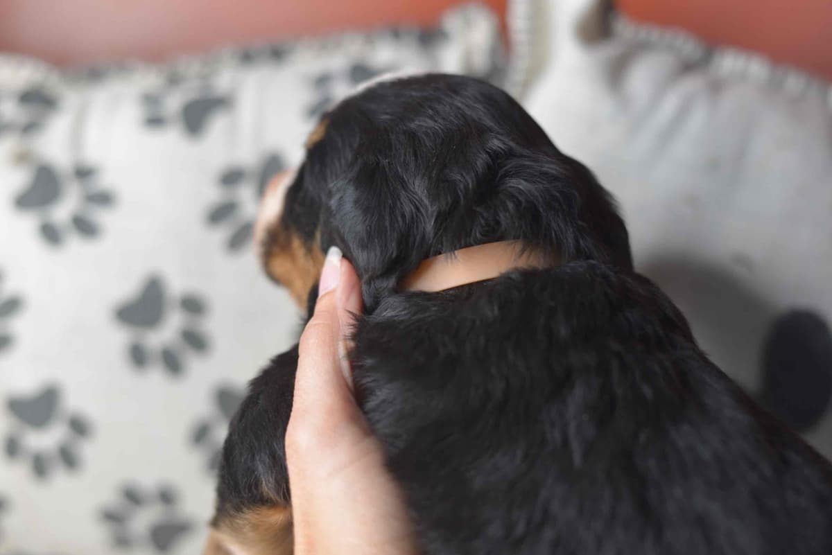 Bernese Mountain Dog Puppies breeder image 55