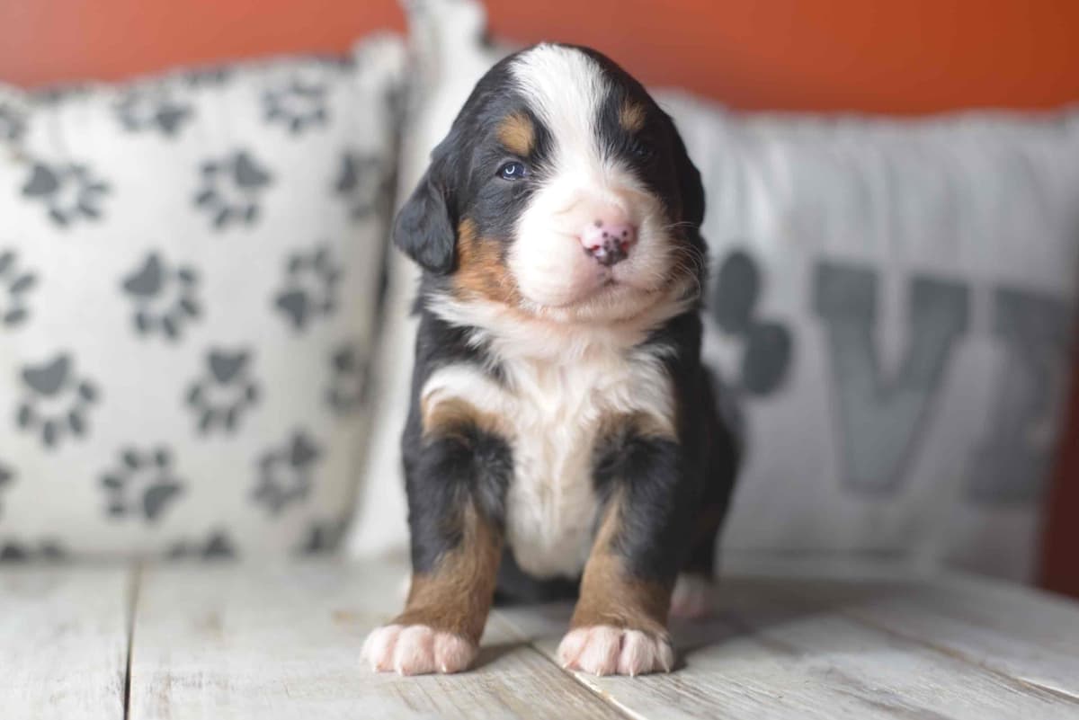 Bernese Mountain Dog Puppies breeder image 52