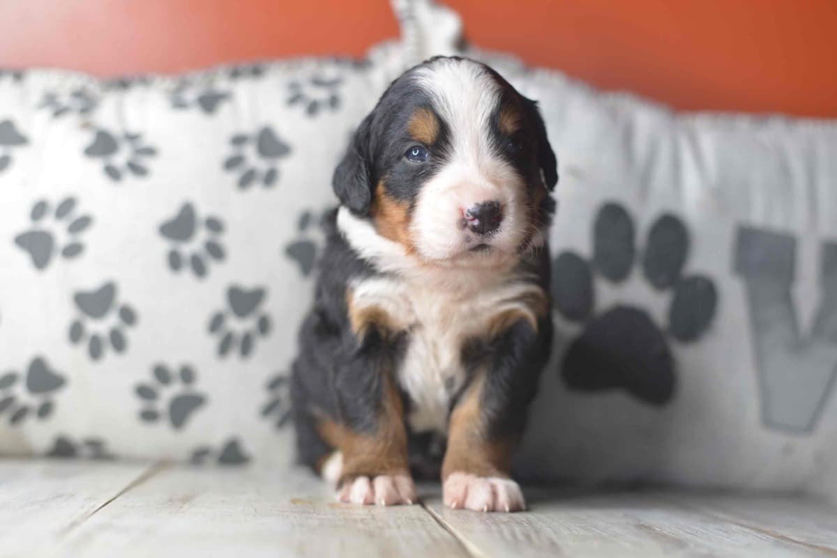 Bernese Mountain Dog Puppies breeder image 54