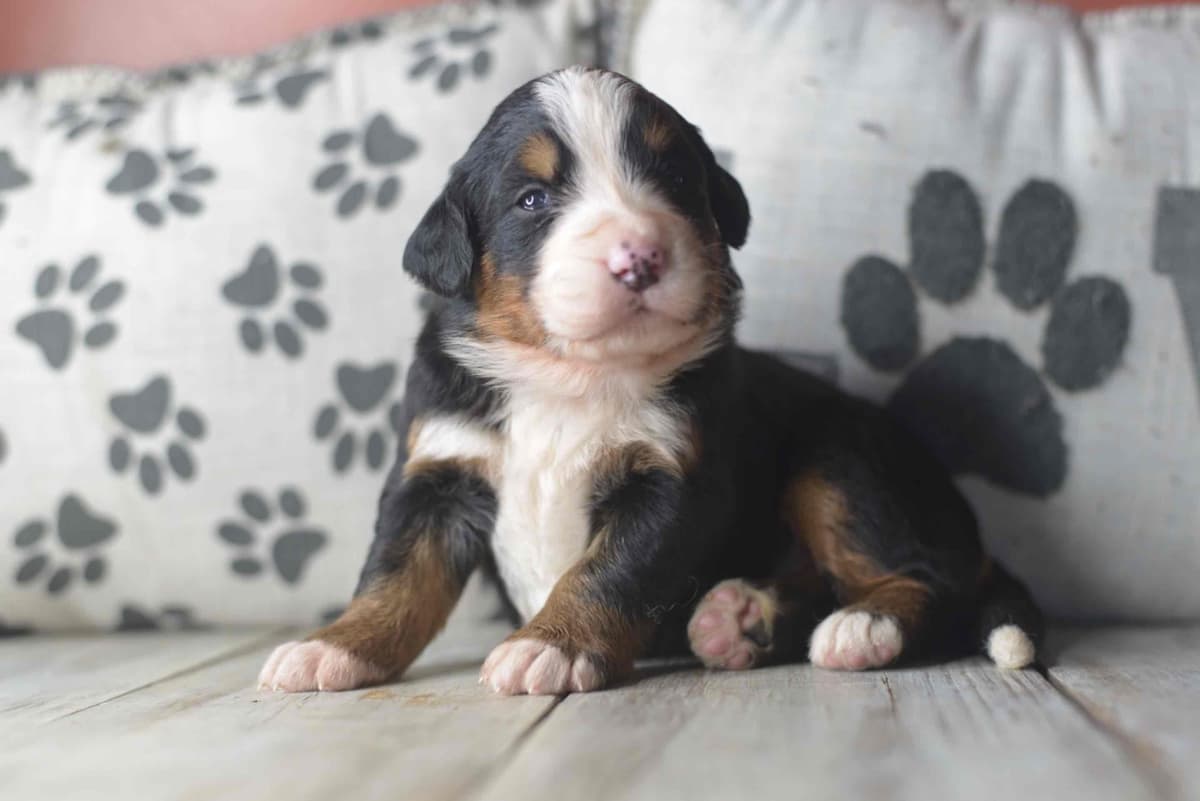 Bernese Mountain Dog Puppies breeder image 53