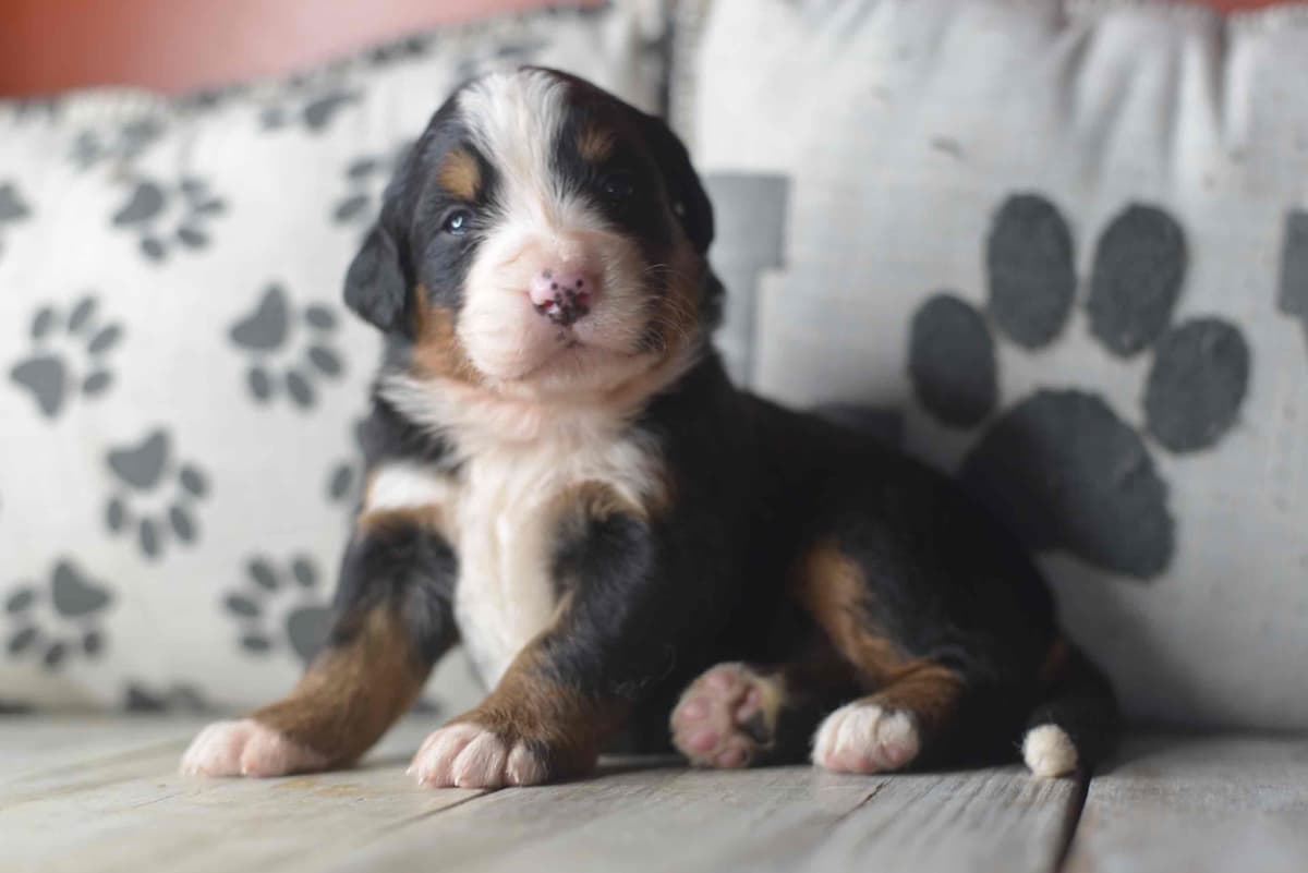 Bernese Mountain Dog Puppies breeder image 57