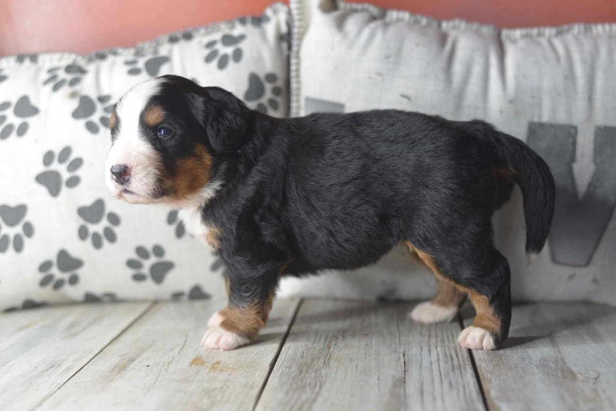 Bernese Mountain Dog Puppies breeder image 59