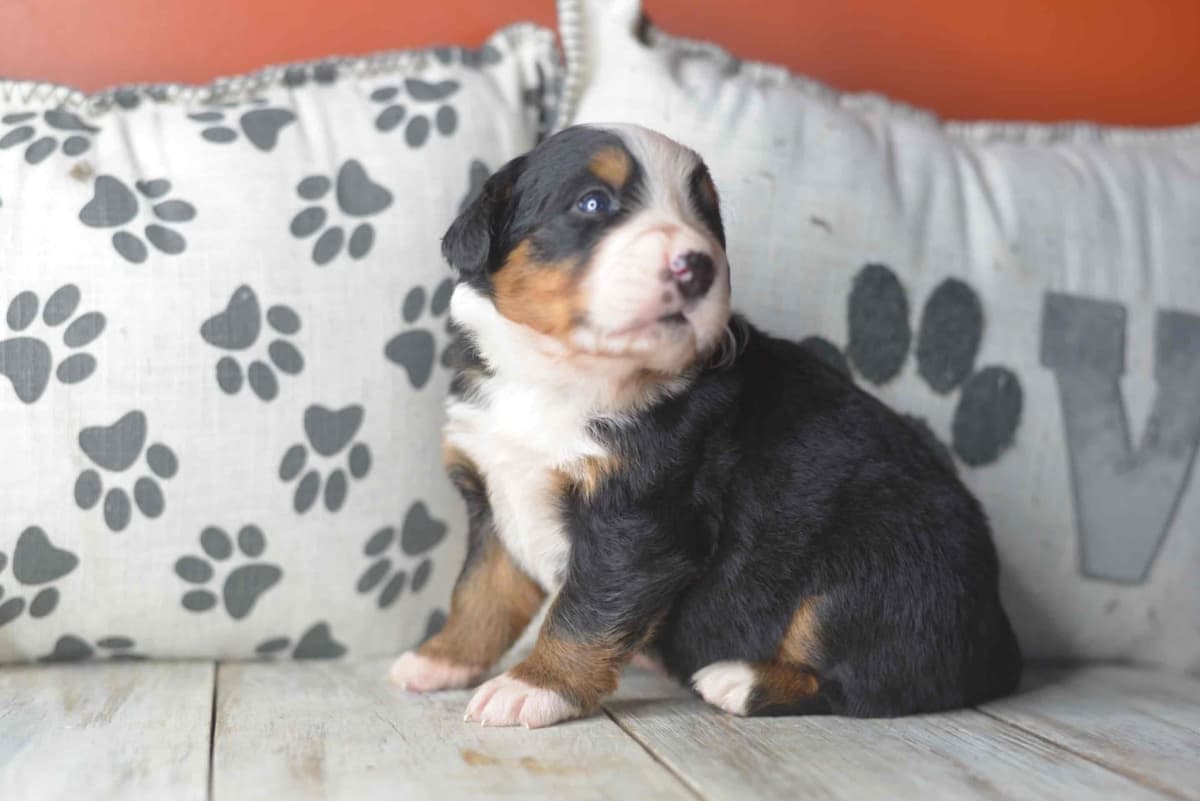 Bernese Mountain Dog Puppies breeder image 56