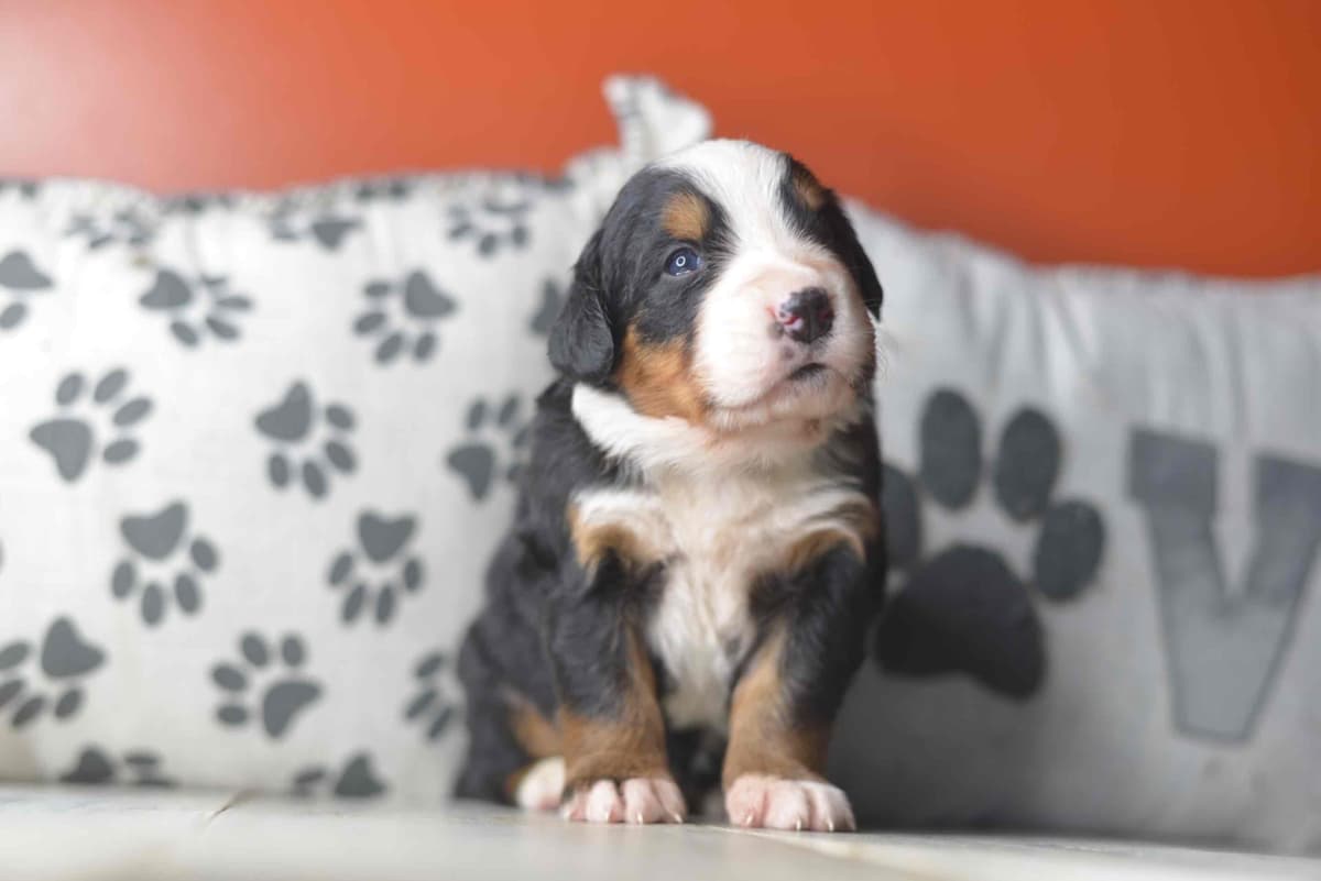 Bernese Mountain Dog Puppies breeder image 58