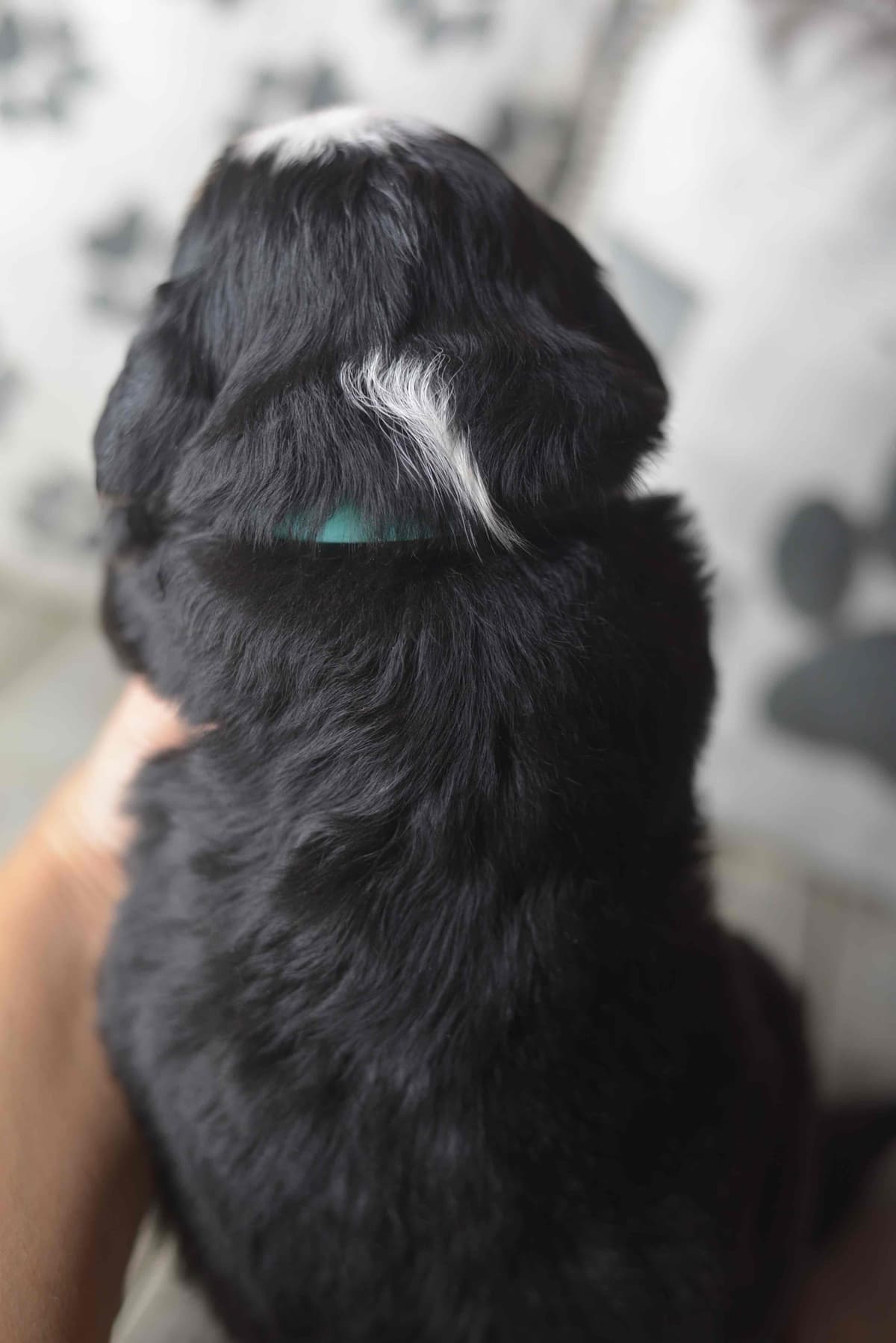 Bernese Mountain Dog Puppies breeder image 61