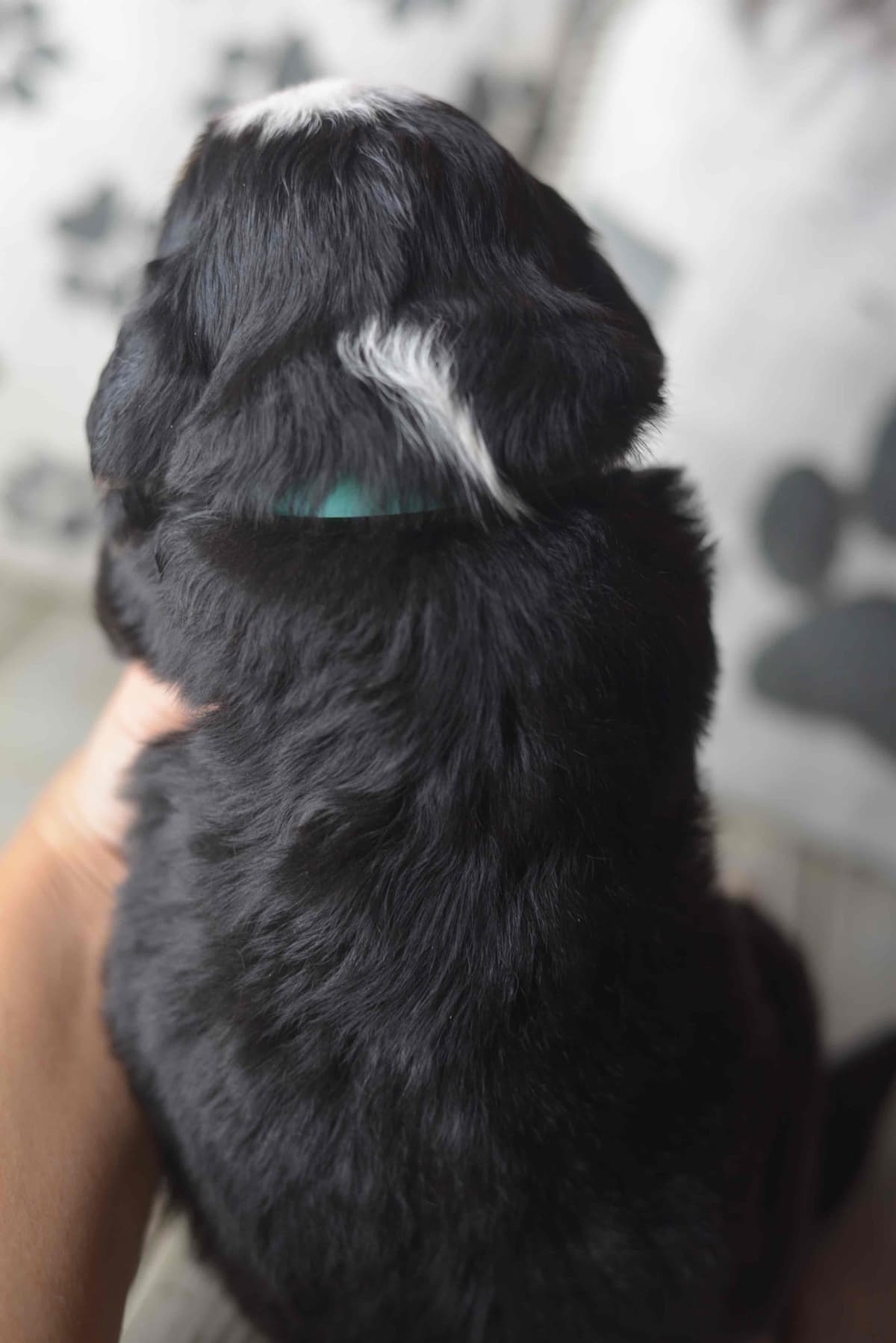 Bernese Mountain Dog Puppies breeder image 60