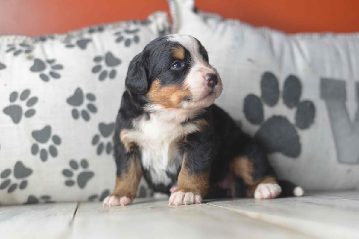 Bernese Mountain Dog Puppies breeder image 63