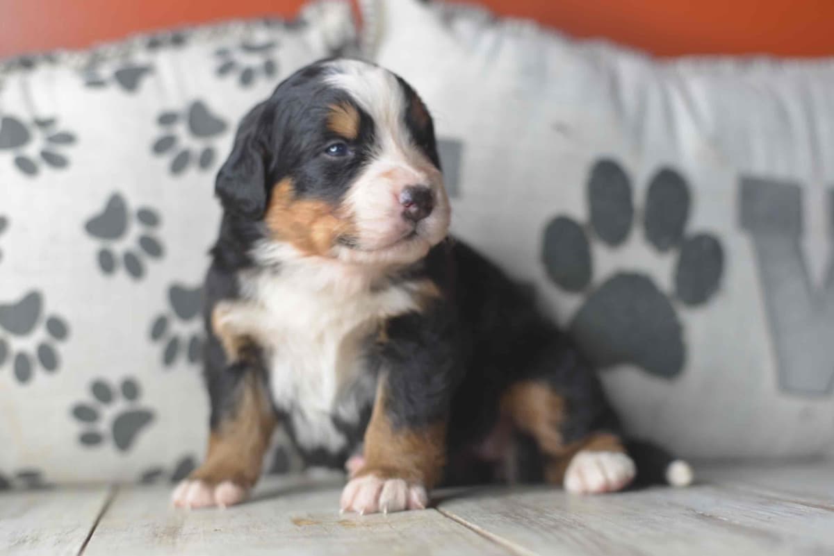 Bernese Mountain Dog Puppies breeder image 69
