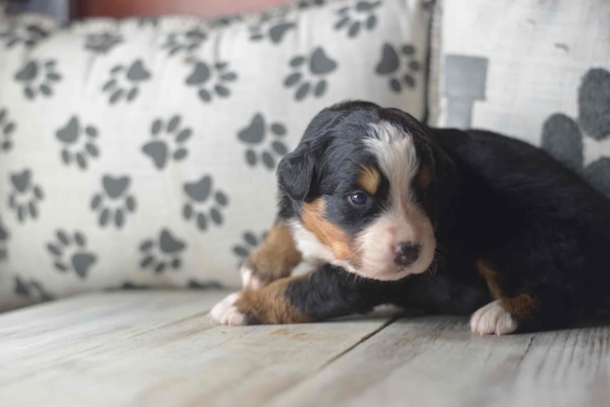 Bernese Mountain Dog Puppies breeder image 64