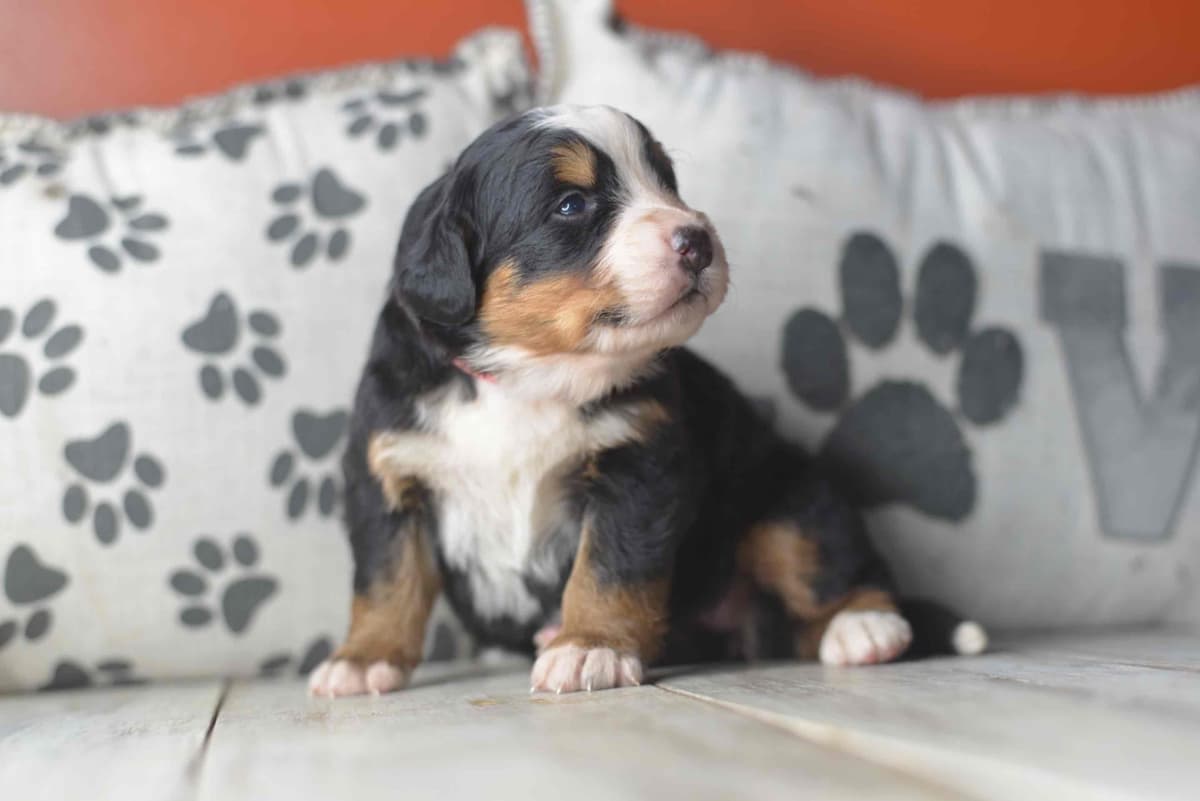 Bernese Mountain Dog Puppies breeder image 67