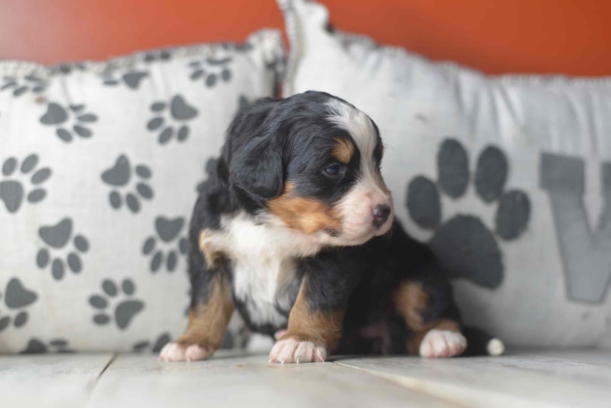 Bernese Mountain Dog Puppies breeder image 65