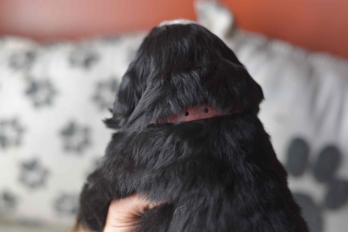 Bernese Mountain Dog Puppies breeder image 68