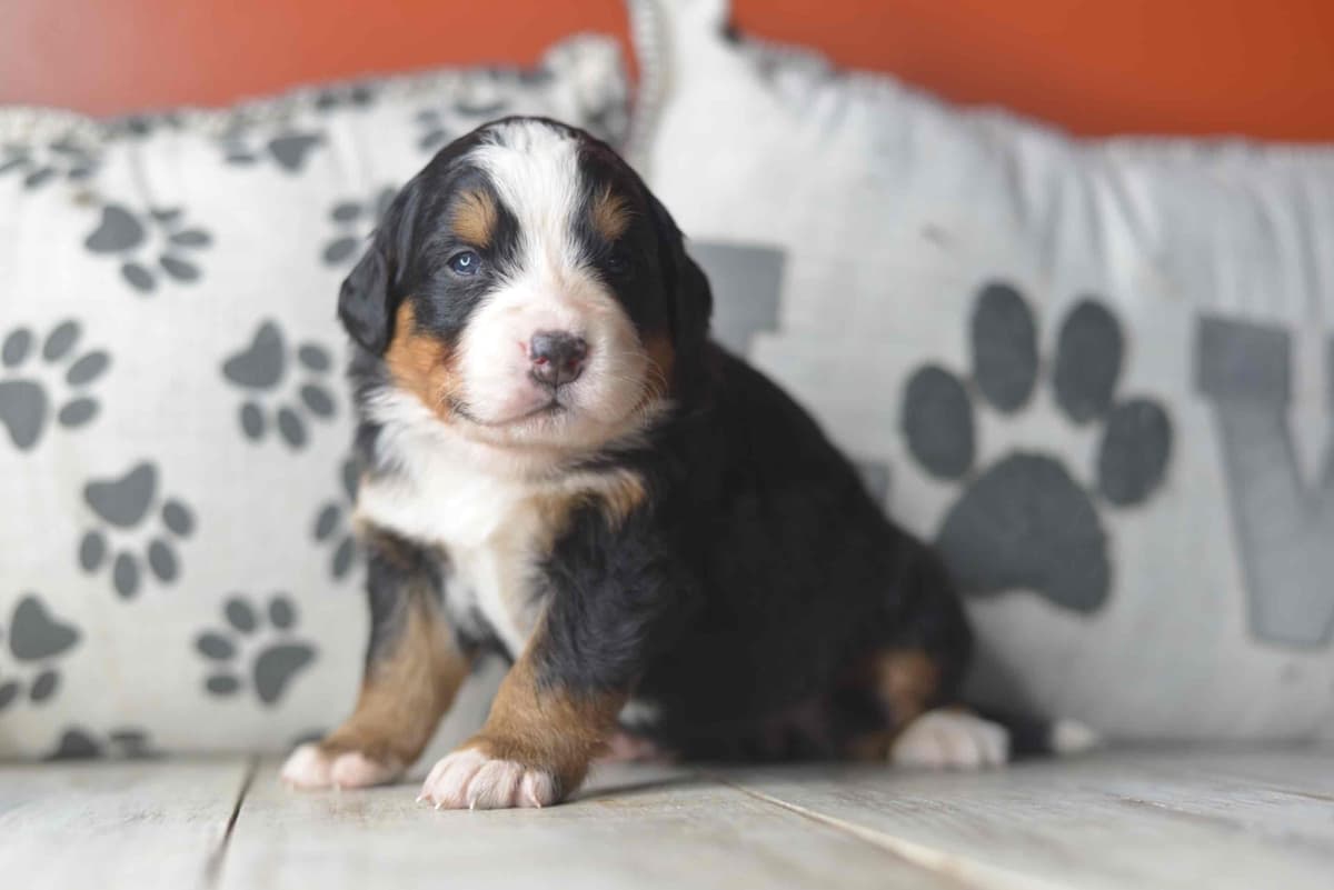 Bernese Mountain Dog Puppies breeder image 71