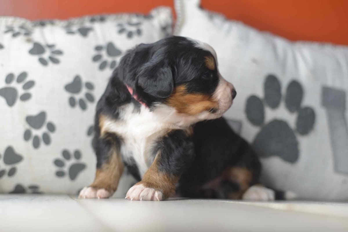 Bernese Mountain Dog Puppies breeder image 73