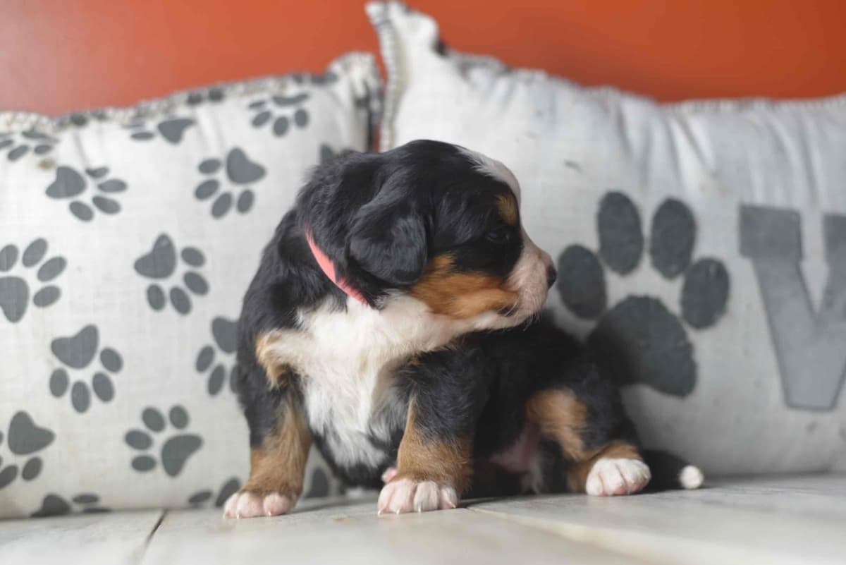 Bernese Mountain Dog Puppies breeder image 76