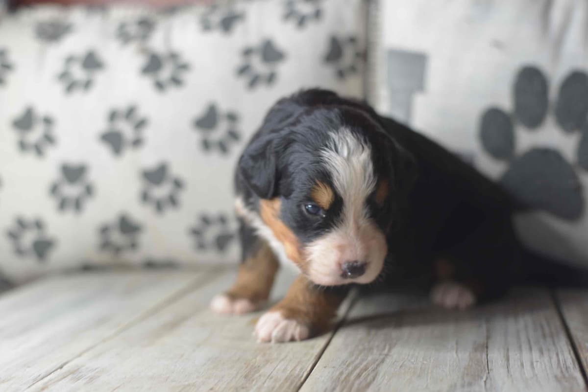 Bernese Mountain Dog Puppies breeder image 70