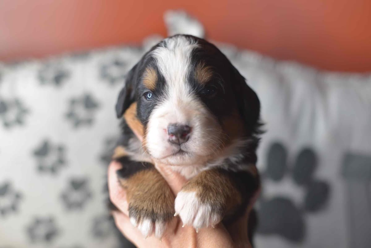 Bernese Mountain Dog Puppies breeder image 75