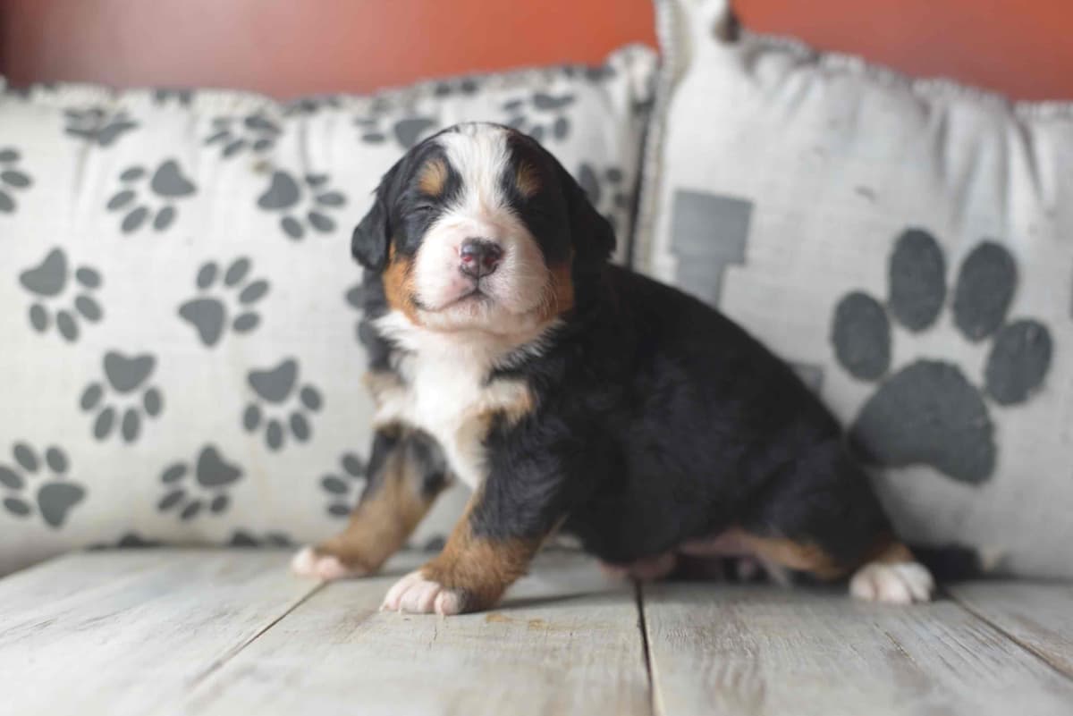 Bernese Mountain Dog Puppies breeder image 74
